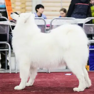 Photos supplémentaires: Chiots Samoyèdes de race pure.