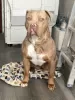 Photo №1. american bully - à vendre en ville de Annan | 1234€ | Annonce №87337