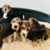 Photo №1. beagle - à vendre en ville de Berlin | négocié | Annonce №90403