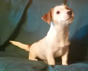 Photo №1. jack russell terrier - à vendre en ville de Moscou | 283€ | Annonce №3887