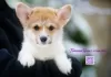 Photo №1. welsh corgi - à vendre en ville de Donetsk | 800€ | Annonce №83272