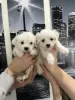 Photo №1. bichon maltais - à vendre en ville de Novi Bečej | 150€ | Annonce №91125