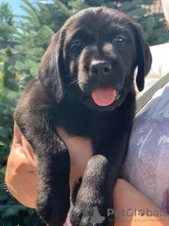 Photo №1. labrador retriever - à vendre en ville de Lviv | 336€ | Annonce №7162