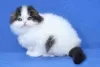 Photo №3. Chatons Scottish Fold. La finlande