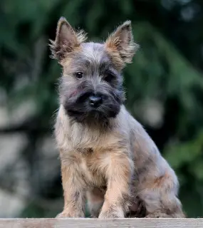 Photos supplémentaires: Filles Cairn Terrier