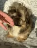 Photo №1. shih tzu - à vendre en ville de Ozorków | 287€ | Annonce №35915