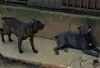 Photos supplémentaires: Chiots cane corso