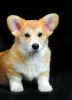 Photo №3. Chiots Welsh Corgi. Ukraine