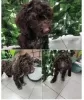 Photos supplémentaires: Chiots Lagotto Romagnolo à vendre