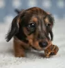 Photos supplémentaires: Chiots lapins teckel à poil dur, garçons, 3 mois