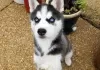 Photo №1. husky de sibérie - à vendre en ville de Ähtäri | Gratuit | Annonce №128228