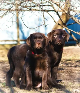 Photos supplémentaires: Adorables chiots du Labrador