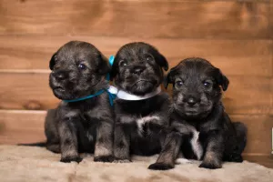 Photos supplémentaires: Des chiots Mittelschnauzer sont proposés, très beaux, mignons et ludiques)