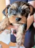 Photos supplémentaires: Aimer le chiot Yorkshire Terrier prêt à la vente.