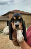 Photo №1. basset hound - à vendre en ville de Molas | 1500€ | Annonce №30212