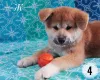 Photos supplémentaires: Chiots Akita inu. Akita japonais