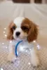 Photo №2 de l'annonce № 43857 de la vente cavalier king charles spaniel - acheter à Pologne annonce privée