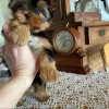 Photo №2 de l'annonce № 43029 de la vente yorkshire terrier - acheter à Allemagne annonce privée