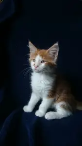 Photo №1. maine coon - à vendre en ville de Koursk | 215€ | Annonce № 3285