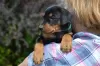 Photo №2 de l'annonce № 66330 de la vente pinscher allemand - acheter à Biélorussie 