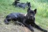 Photo №1. cane corso - à vendre en ville de Brest | 231€ | Annonce №20101