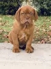 Photo №2 de l'annonce № 8072 de la vente dogue de bordeaux - acheter à Hongrie éleveur