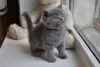 Photo №1. british shorthair - à vendre en ville de Riyadh | négocié | Annonce № 13708