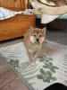 Photo №1. shiba - à vendre en ville de Никосия | négocié | Annonce №88135