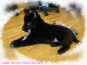 Photo №3. Schipperke (Schipperke). Fédération de Russie