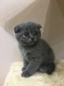 Photo №2 de l'annonce № 1614 de la vente british shorthair - acheter à Fédération de Russie annonce privée