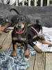 Photo №1. dobermann - à vendre en ville de Muhos | Gratuit | Annonce №127882