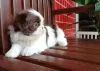 Photo №1. shih tzu - à vendre en ville de Eagle Pass | 379€ | Annonce №100398