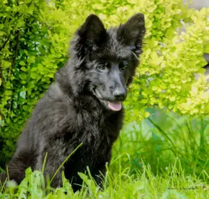 Photos supplémentaires: Chiot en vente!