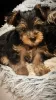 Photo №3. Chiots Yorkshire Terrier. Pologne