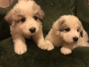 Photo №3. Chiots du chien de montagne des Pyrénées. Fédération de Russie