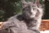 Photo №2 de l'annonce № 128593 de la vente maine coon - acheter à La finlande éleveur