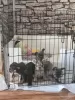 Photo №4. Je vais vendre bouledogue en ville de Берлингероде. annonce privée - prix - 1000€