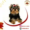 Photo №1. yorkshire terrier - à vendre en ville de Kiev | 2000€ | Annonce №10168