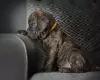 Photos supplémentaires: chiots cane corso