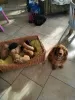 Photo №4. Je vais vendre cocker spaniel anglais en ville de Florida.  - prix - Gratuit