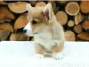 Photo №4. Je vais vendre welsh corgi en ville de Амстердам. annonce privée - prix - négocié