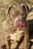 Photo №4. Je vais vendre american bully en ville de Annan. annonce privée - prix - 1234€