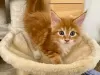 Photo №1. maine coon - à vendre en ville de Chemnitz | Gratuit | Annonce № 123650