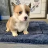 Photo №1. welsh corgi - à vendre en ville de Jastrzębia Góra | 390€ | Annonce №13595