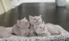 Photo №1. british shorthair - à vendre en ville de Eindhoven | Gratuit | Annonce № 130645