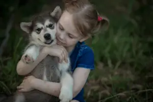 Photo №4. Je vais vendre malamute de l'alaska en ville de Nizhny Novgorod. de la fourrière - prix - Négocié