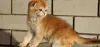 Photo №1. scottish fold - à vendre en ville de Anapa | négocié | Annonce № 104206