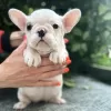 Photos supplémentaires: Magnifiques chiots bouledogue français à vendre mâle et femelle