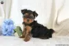 Photo №4. Je vais vendre yorkshire terrier en ville de Goslar.  - prix - 379€