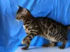 Photo №2 de l'annonce № 25659 de la vente bengal - acheter à USA annonce privée, de la fourrière, éleveur